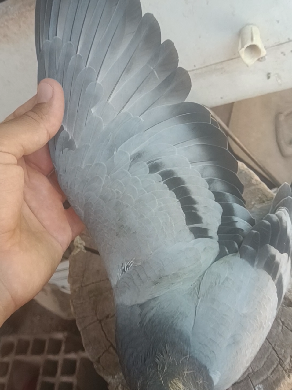 @YARIŞ POSTASI