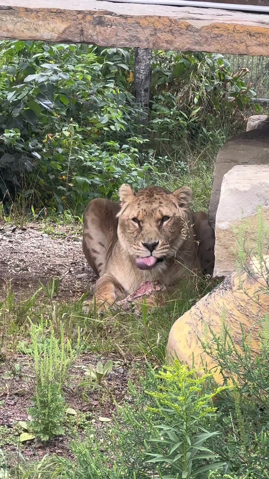 @The Wildcat Sanctuary