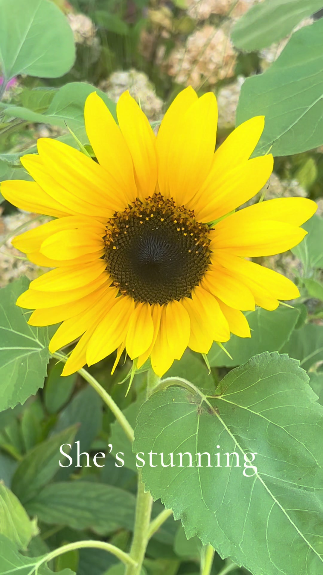 @JeanieAlexander