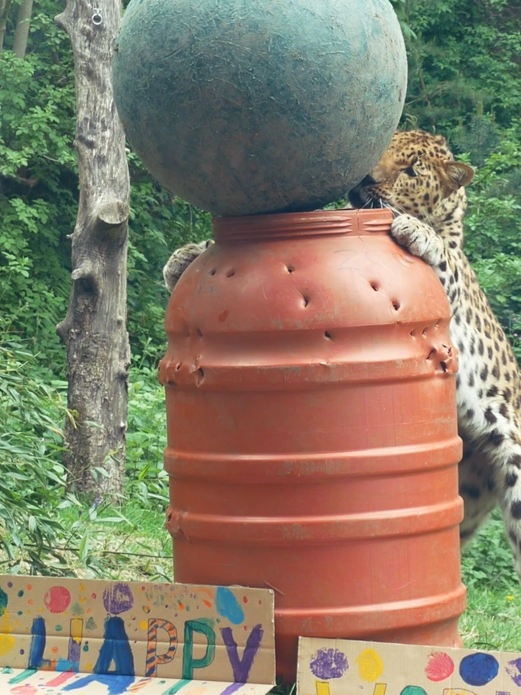@Dartmoor Zoological Society