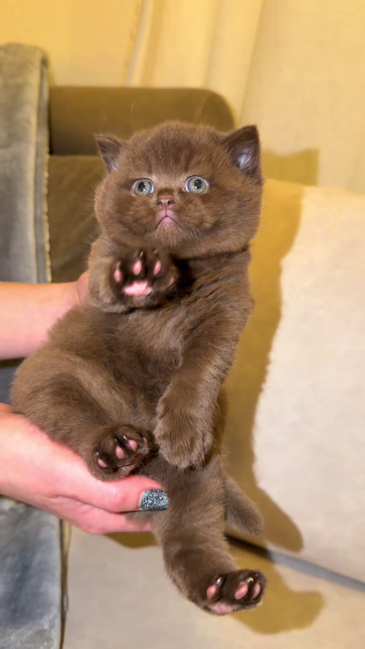 @Lako&rsquo;s_british_cattery