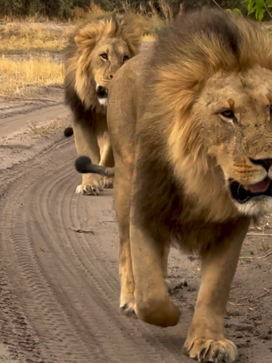 @Lion Sightings