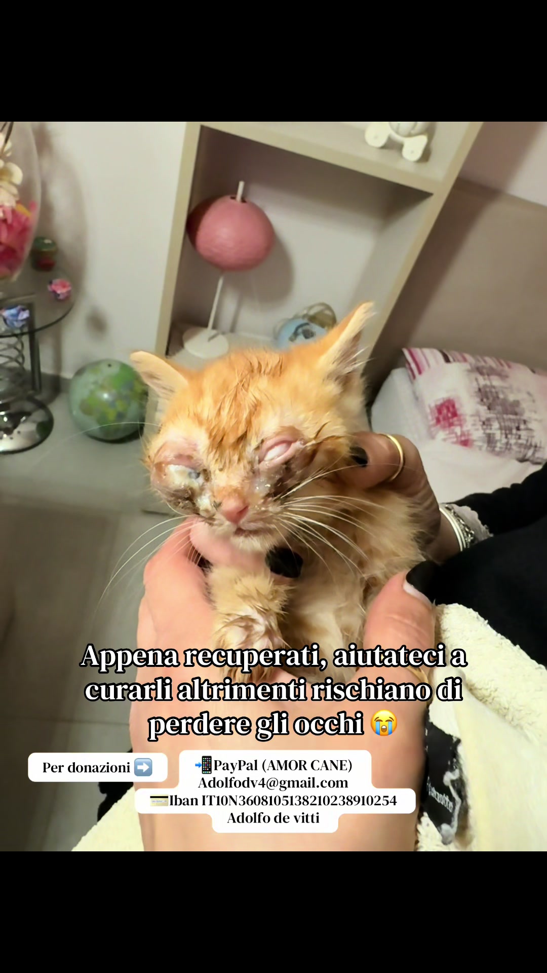 @Amor cane