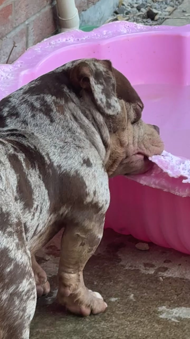 @pablothelittlebullydog