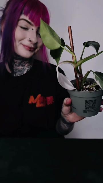 @darkxbrew