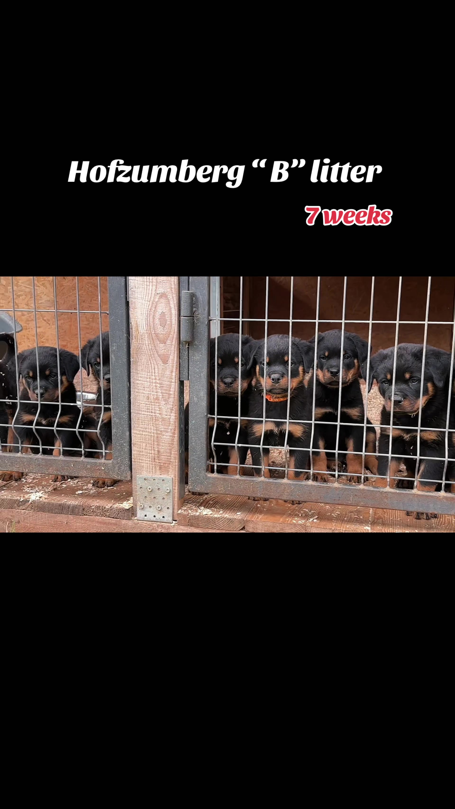 @🇱🇻Kennel HOFZUMBERG🇱🇻
