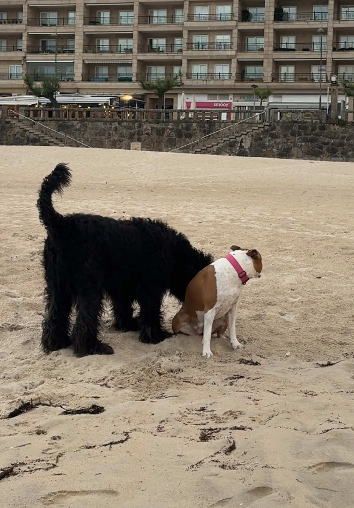 @Cuba y Lilo💖