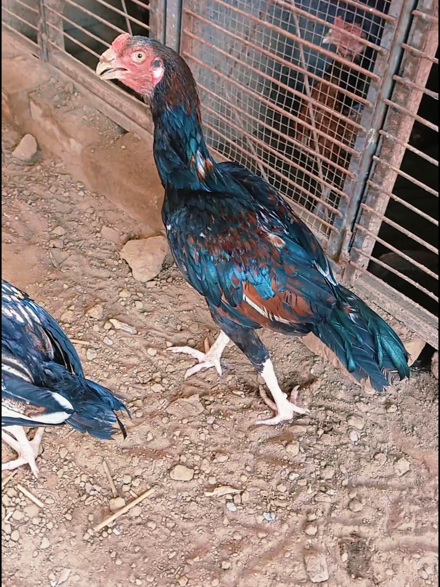 @Sajjad Aseel Farm