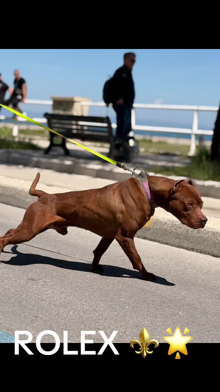 @RedForcePitbull
