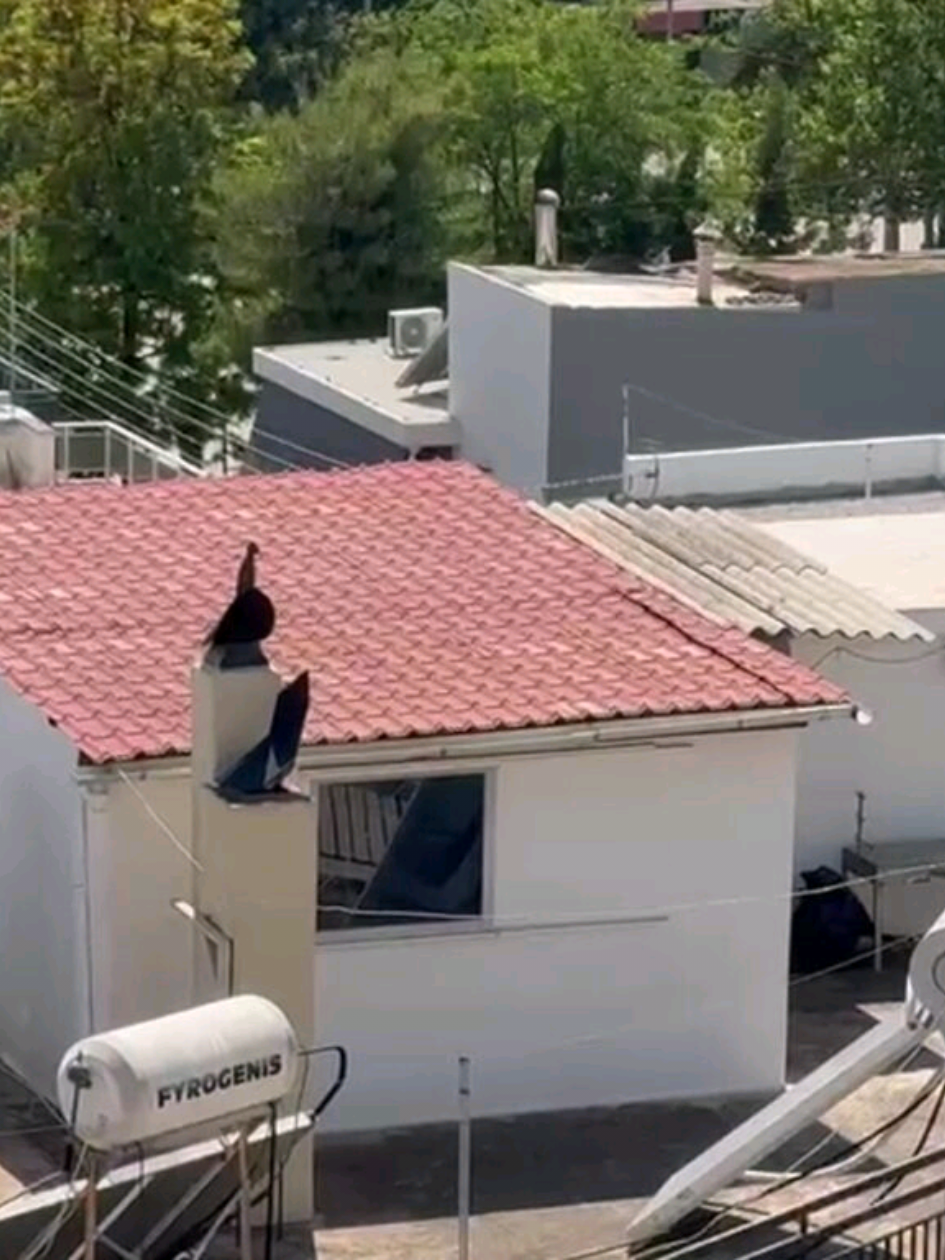 @newsit.gr