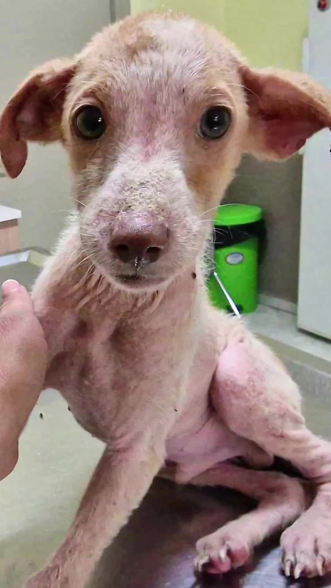 @Greek Animal Rescue