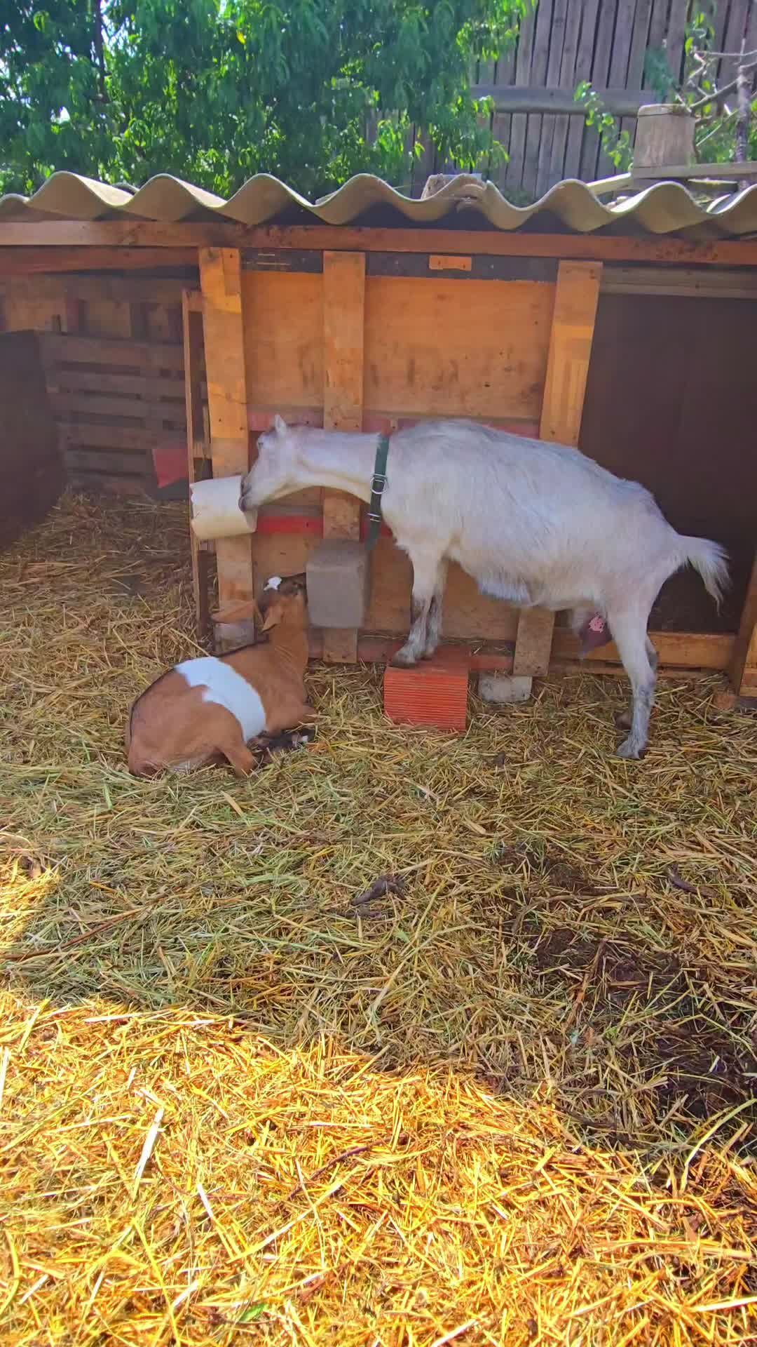 @Viața Satului Bihorean🌏