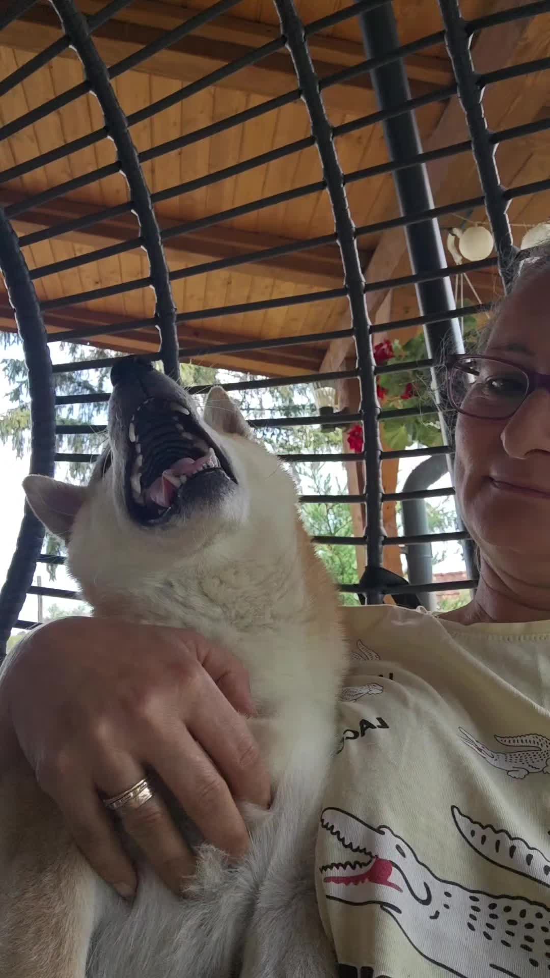 @Spirit of Asia Kennel