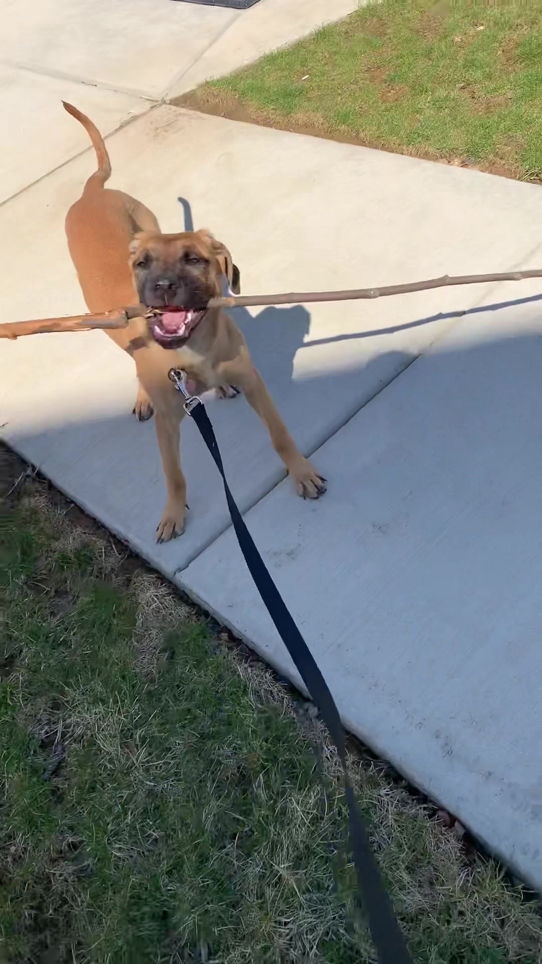 @Maggiemaytheshepherd