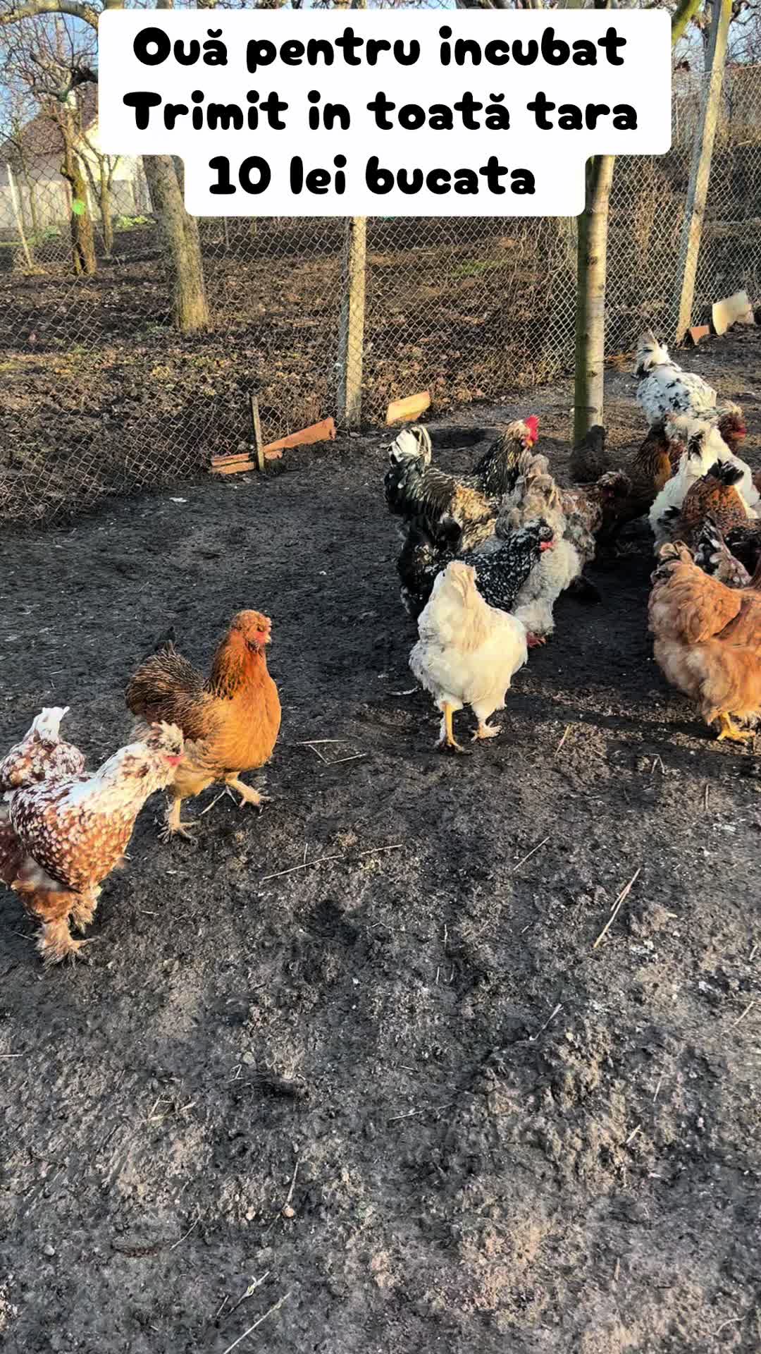@Găini Moțate Românești