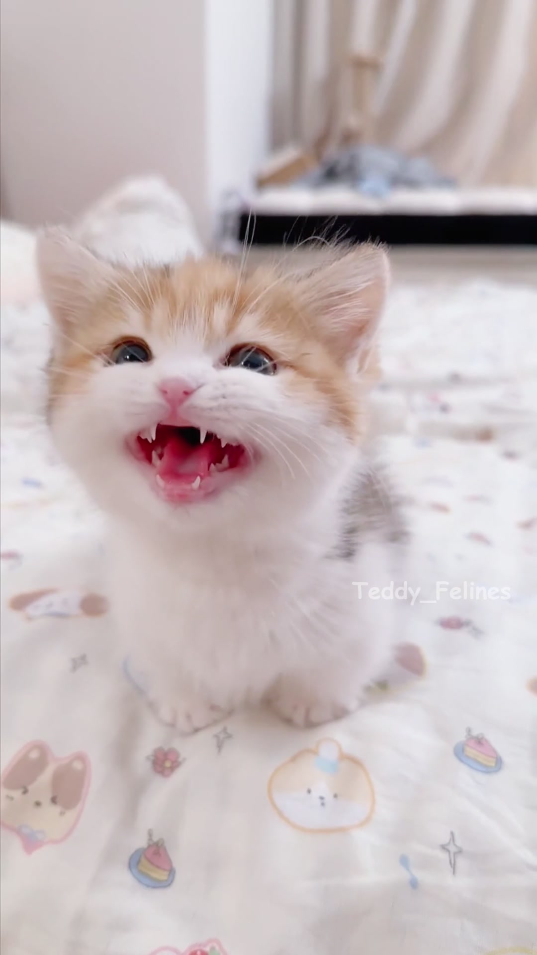 @Teddy_Felines 🧸🐾