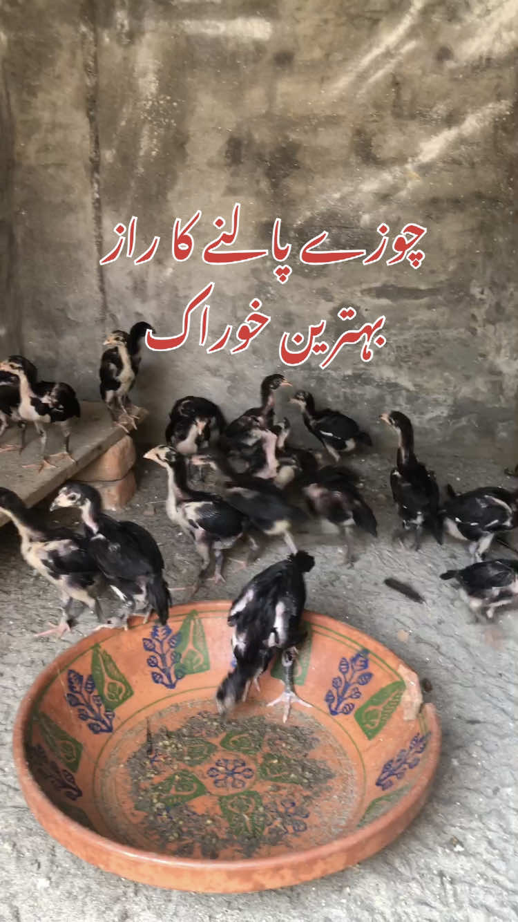@Poultry Markaz