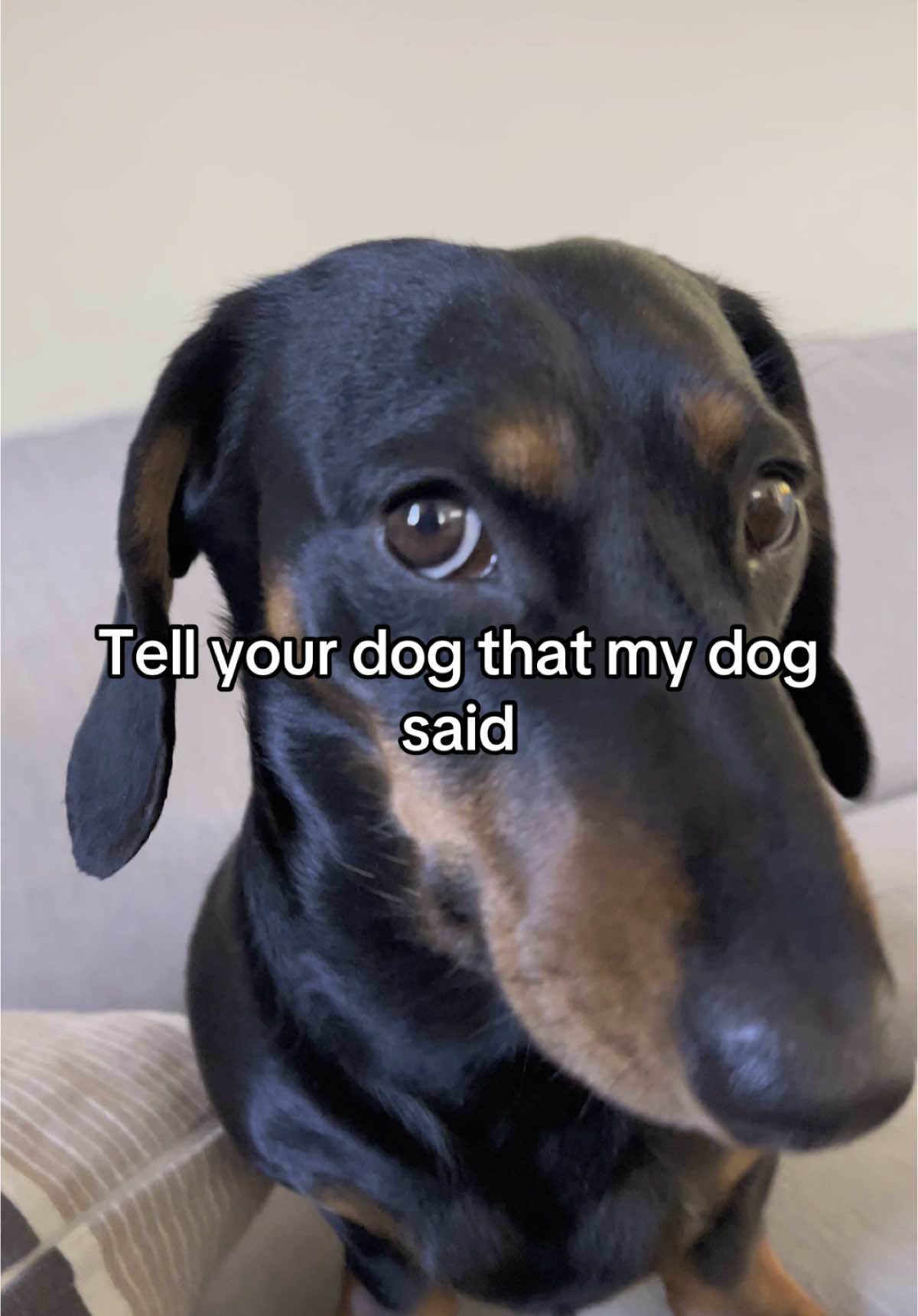 @Nils The Mini Dachshund     🌭