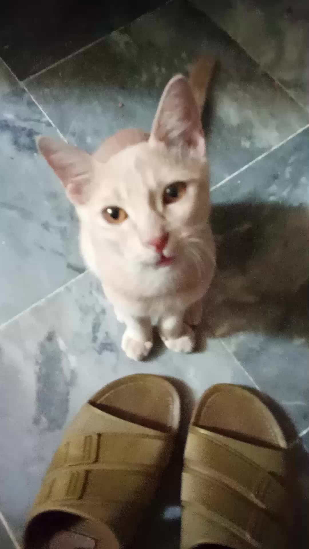 @cutecatlover8172