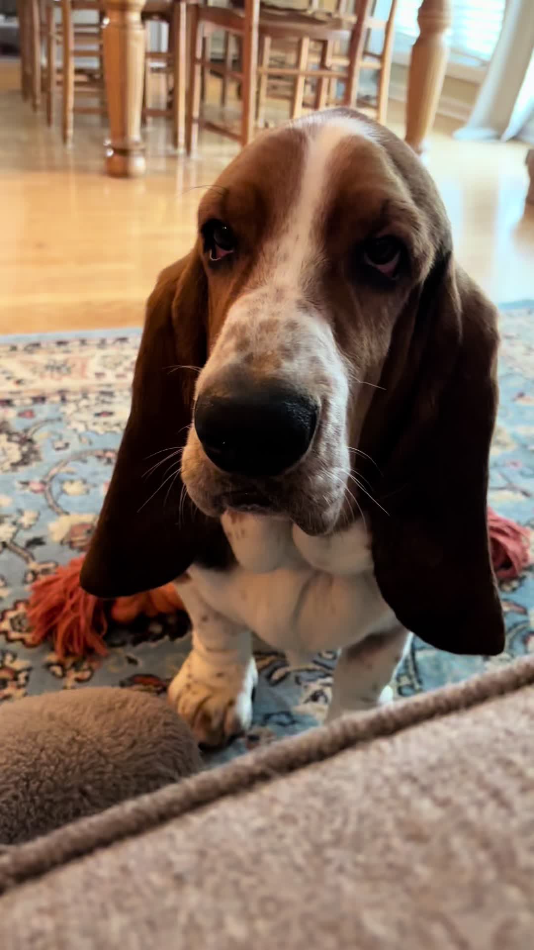 @Chuck Bass The Basset Hound