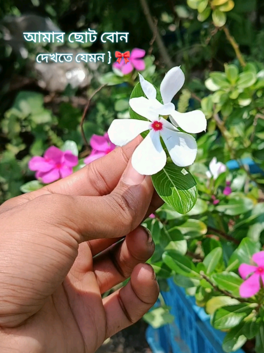 @✧ 𝑽𝒐𝒊𝒄𝒆 𝒐𝒇 𝑨𝒏𝒊𝒌 ✧