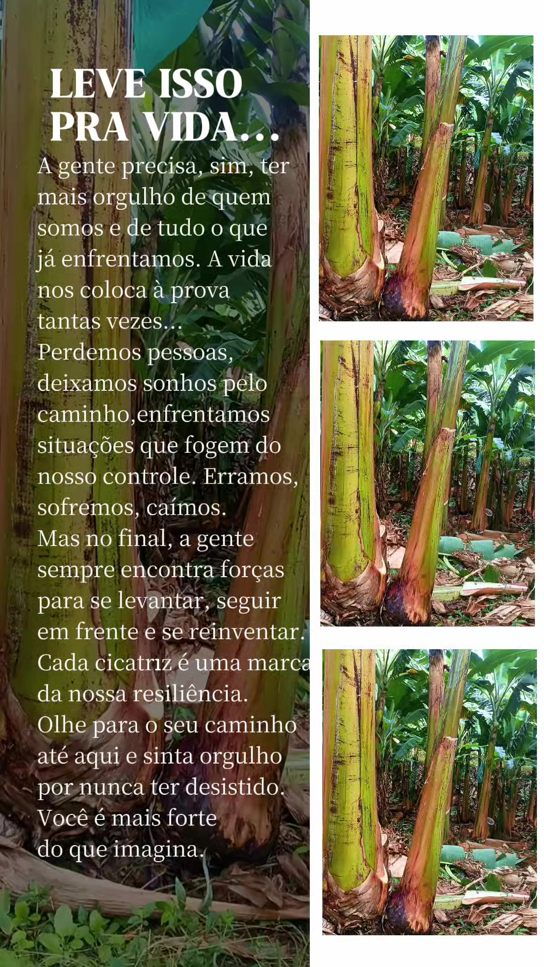 @vilmar alemão