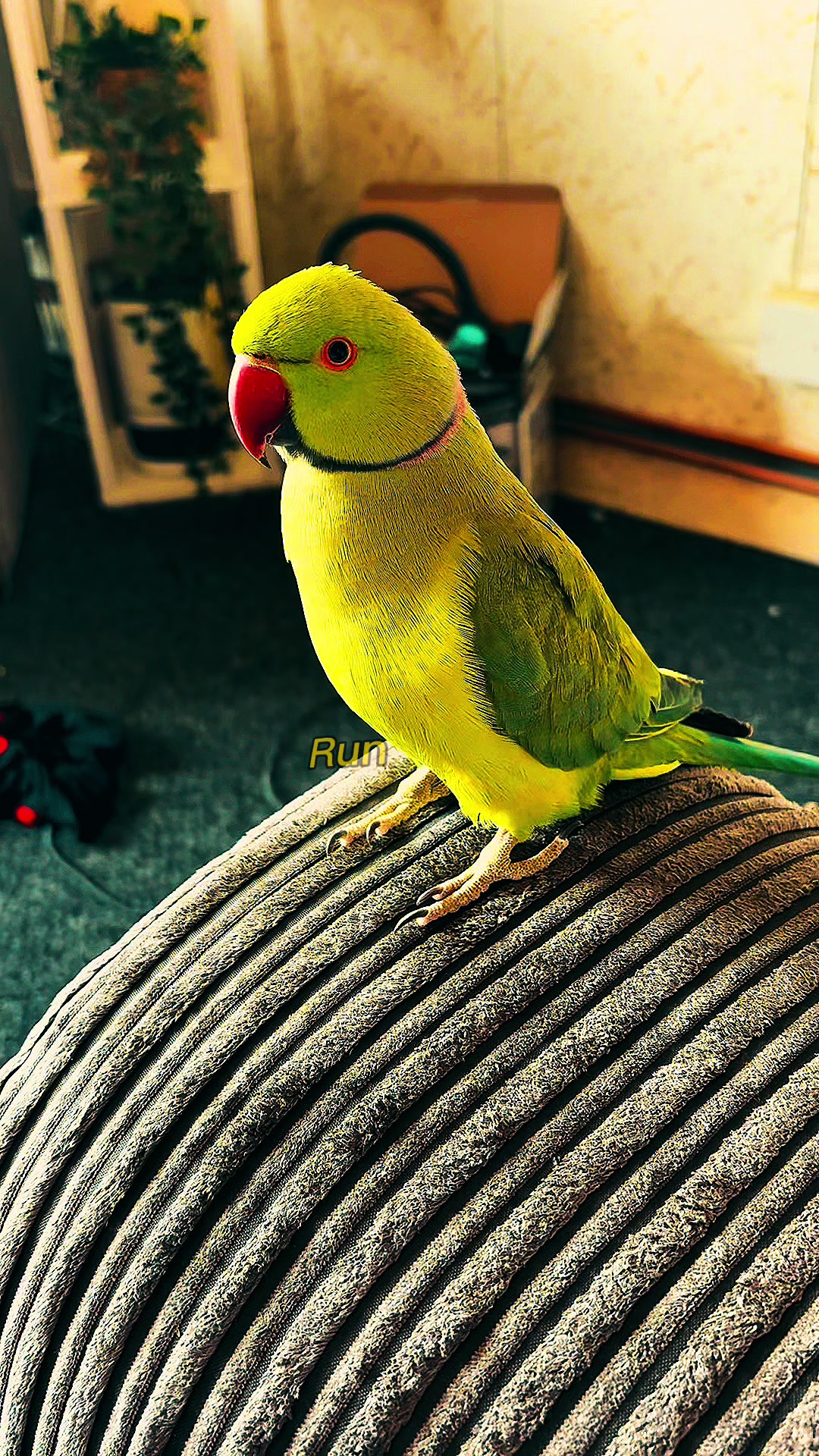 @Gem ♥️🦜