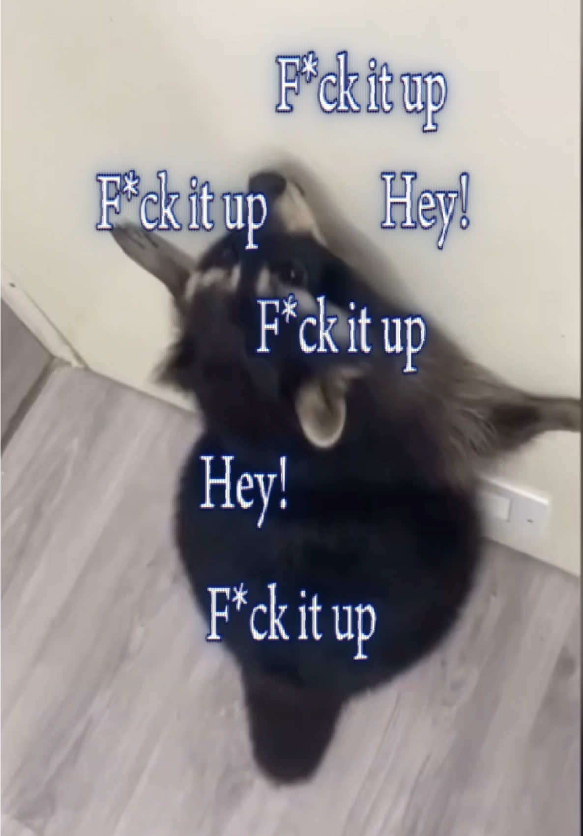 @Raccoon Music Videos