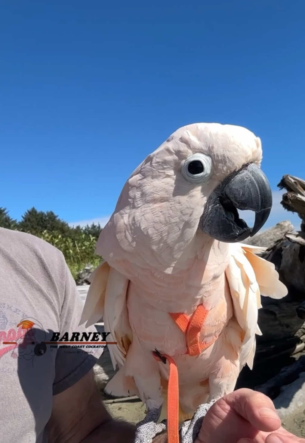 @Barney the West Coast Cockatoo