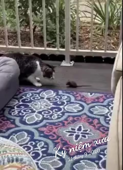@JBN CATS