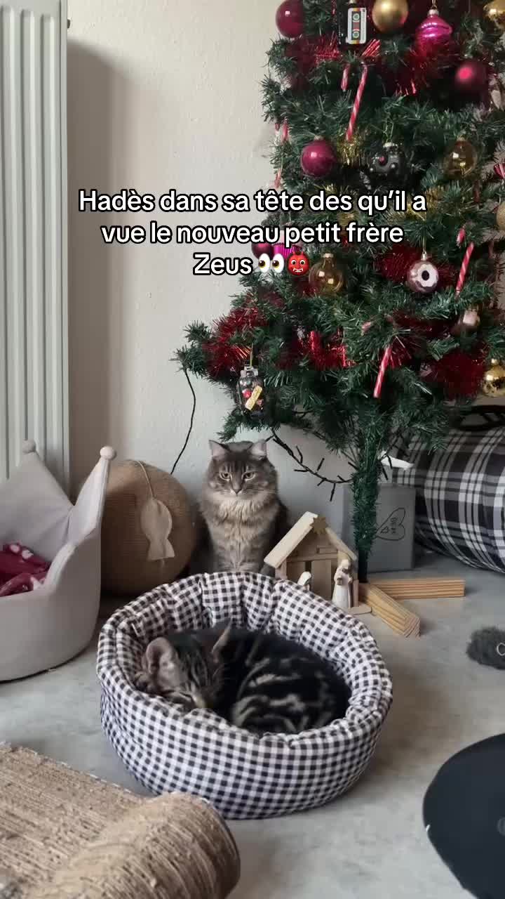 @Had&egrave;s & Zeus 🐱⚡️