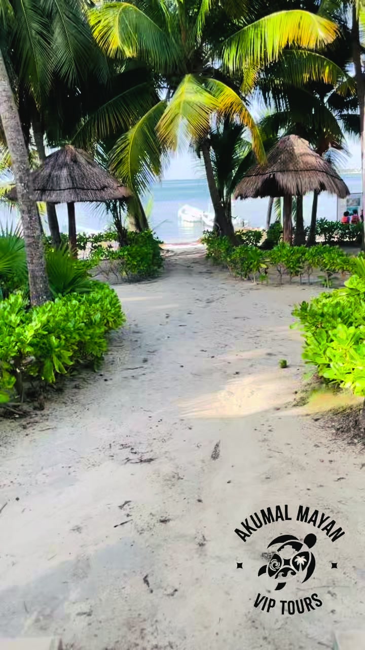 @akumal mayan vip tours