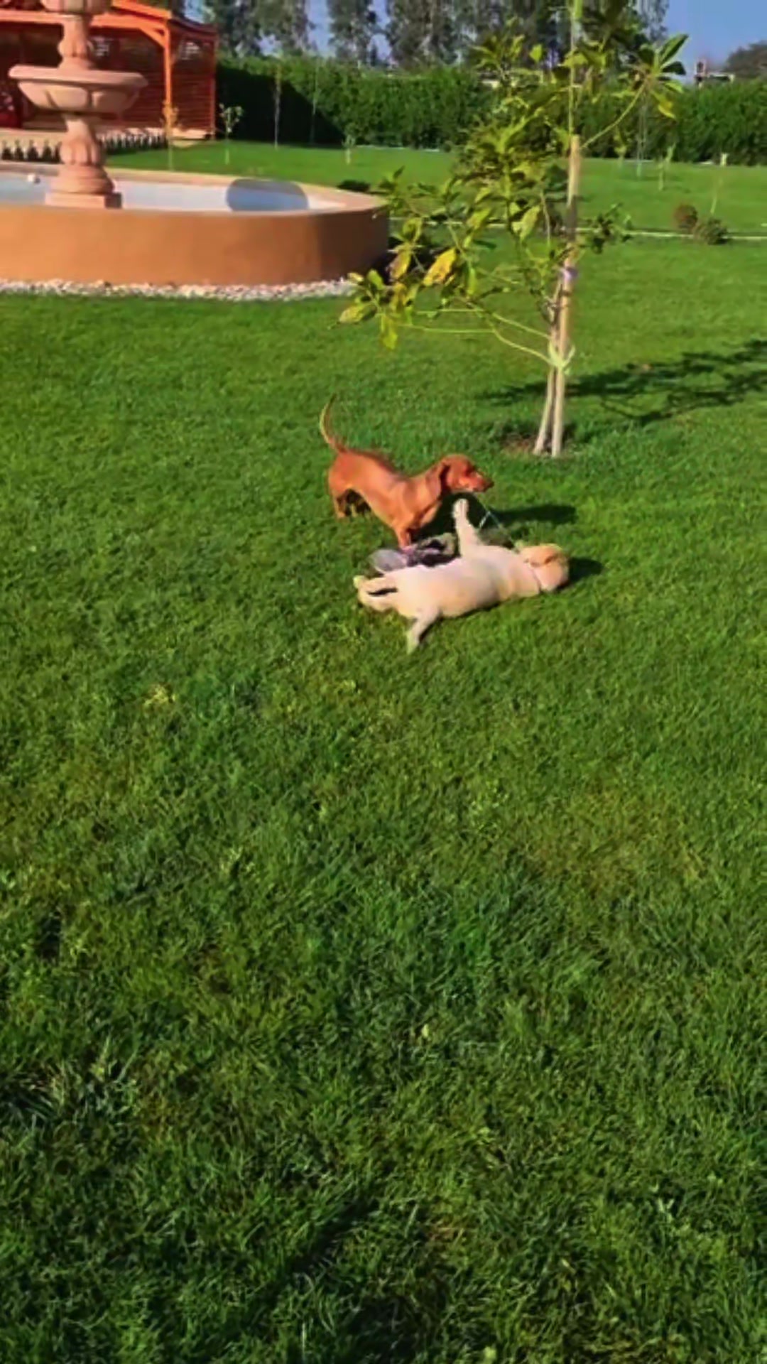 @Fabiola Alejandra 🐾🐾