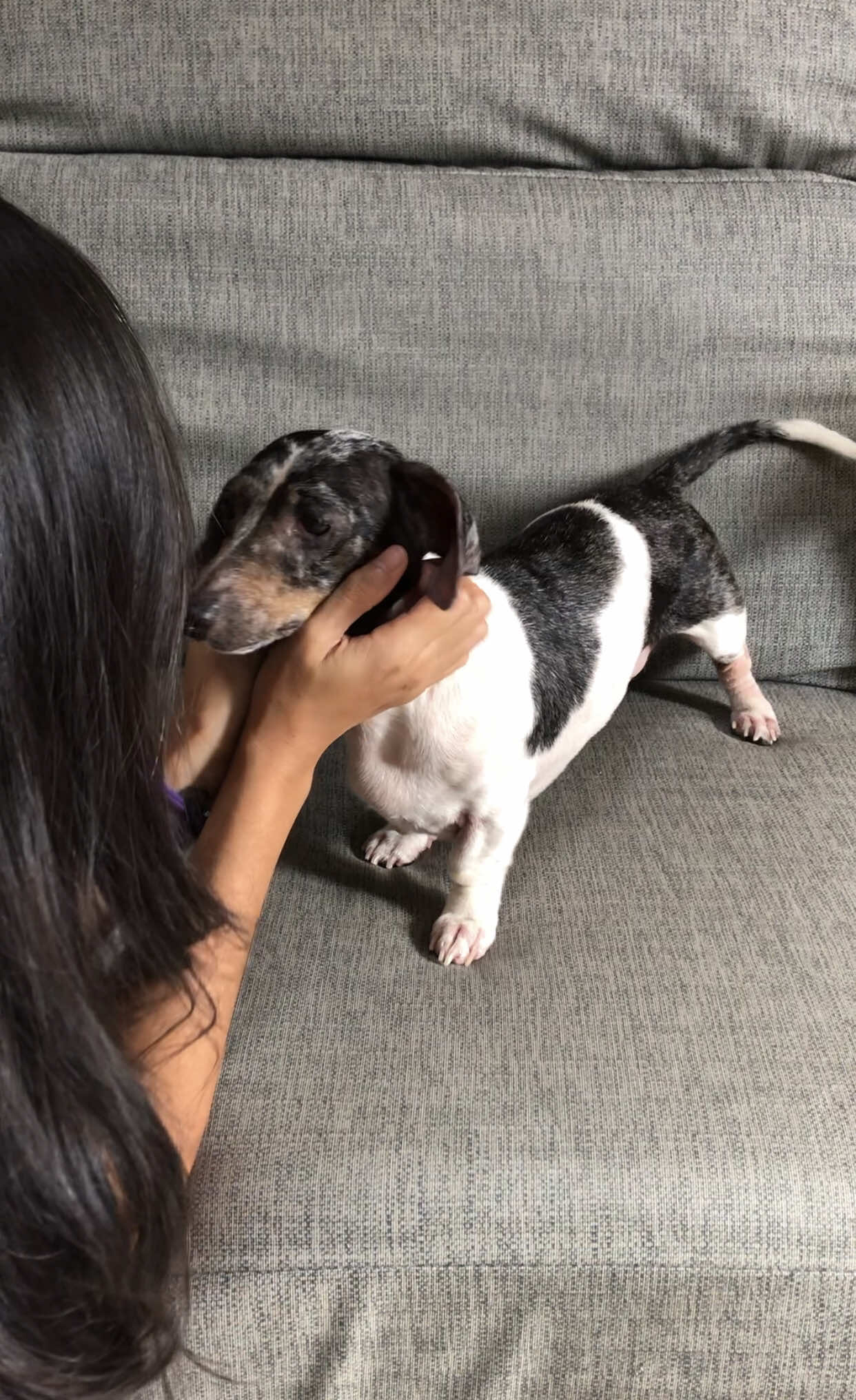 @PrincessGanda_doxie