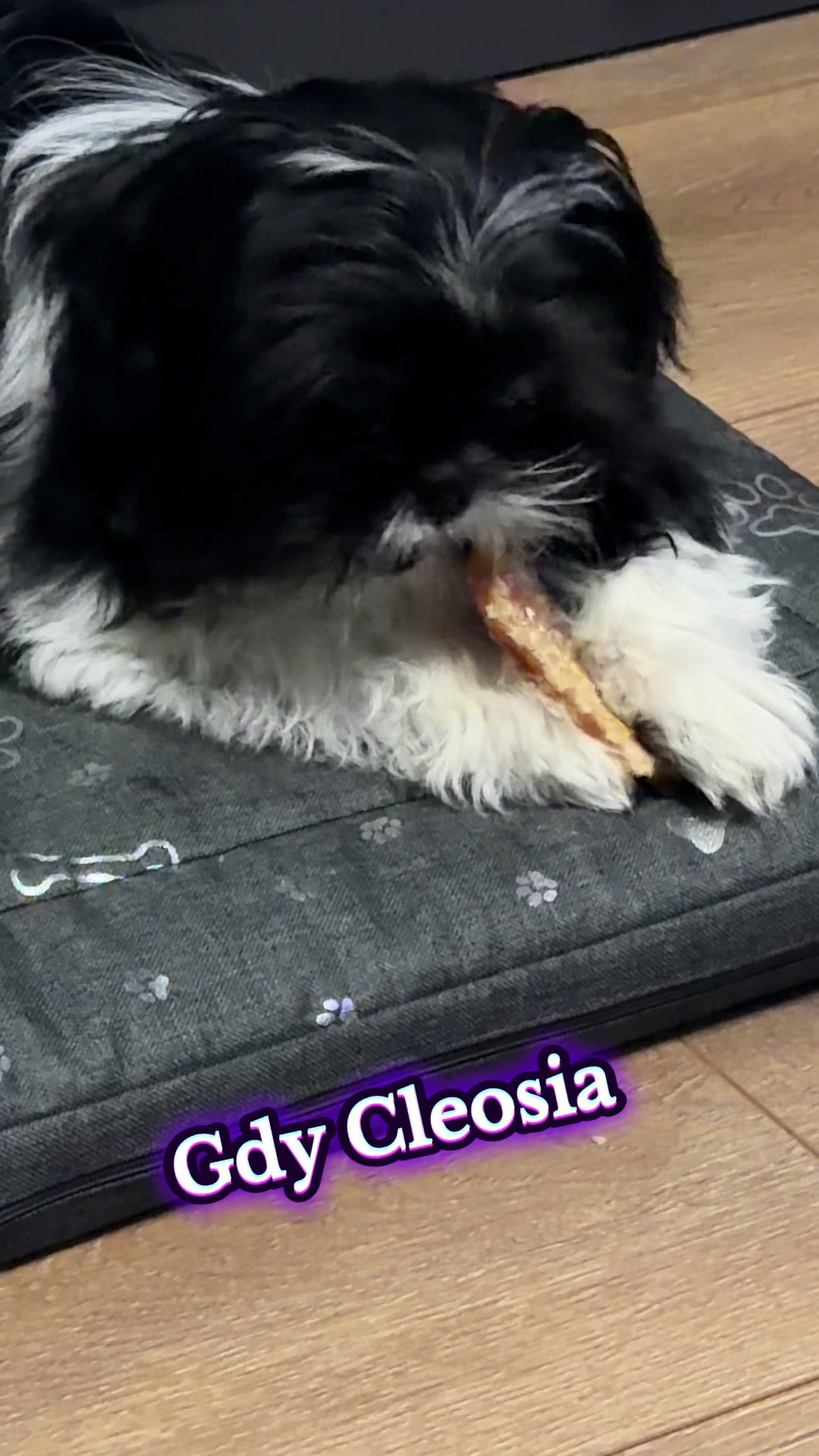 @Cleo shih-tzu