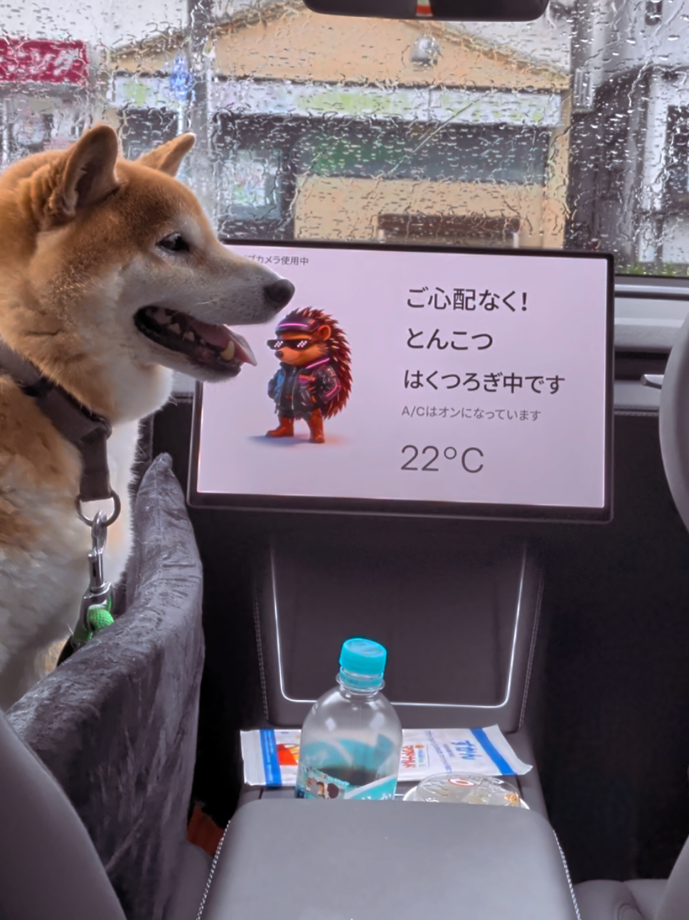 @柴犬とんこつ