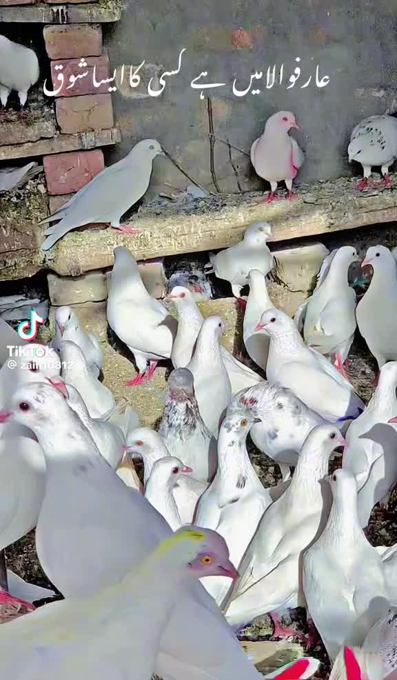 @Mehar Mazher sab   G