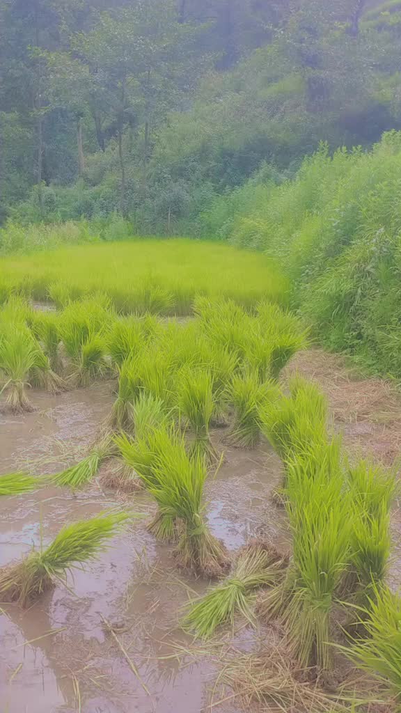 @ujelisunar84