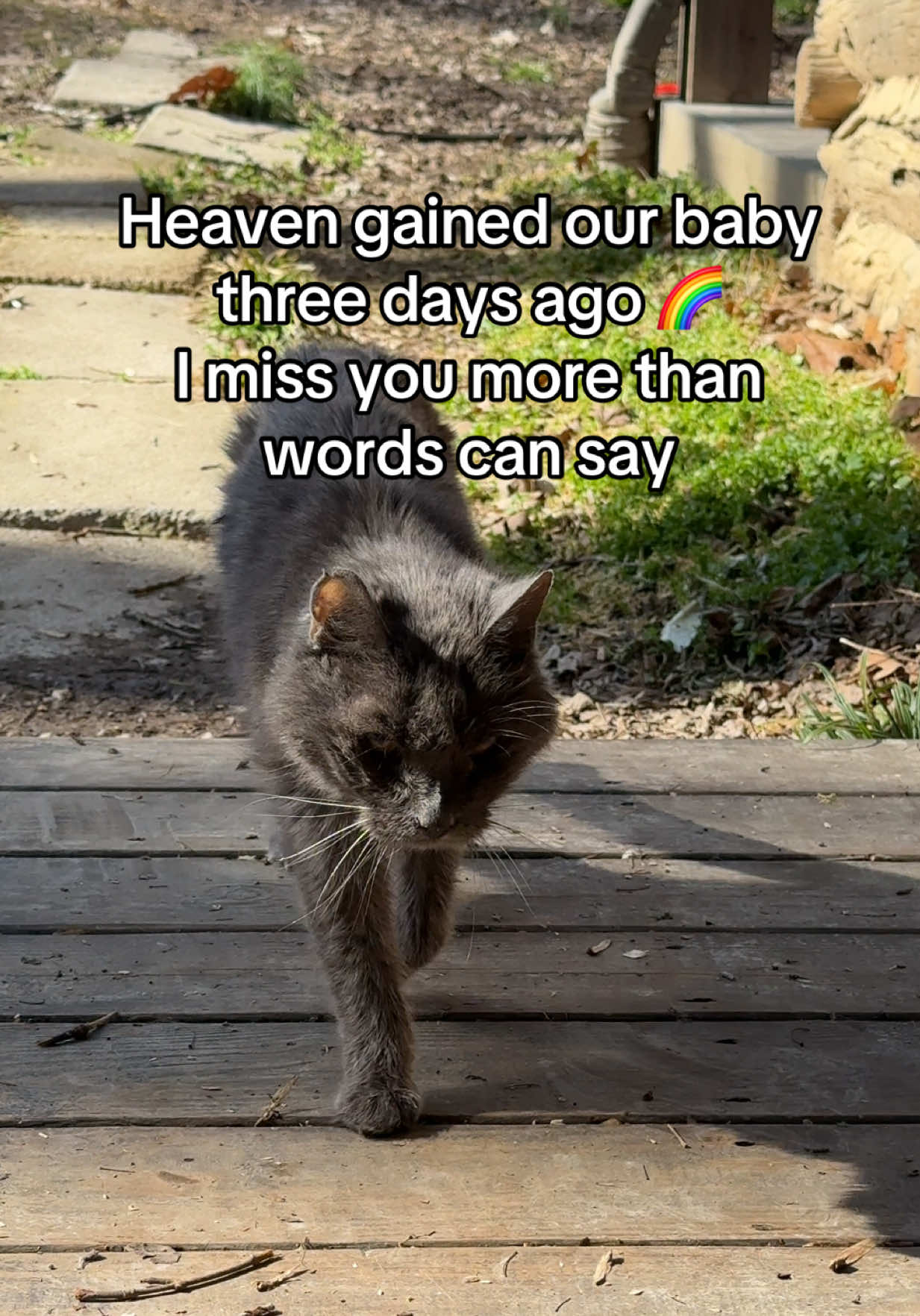 @Boris & Gator🐕 + Smokey🐈