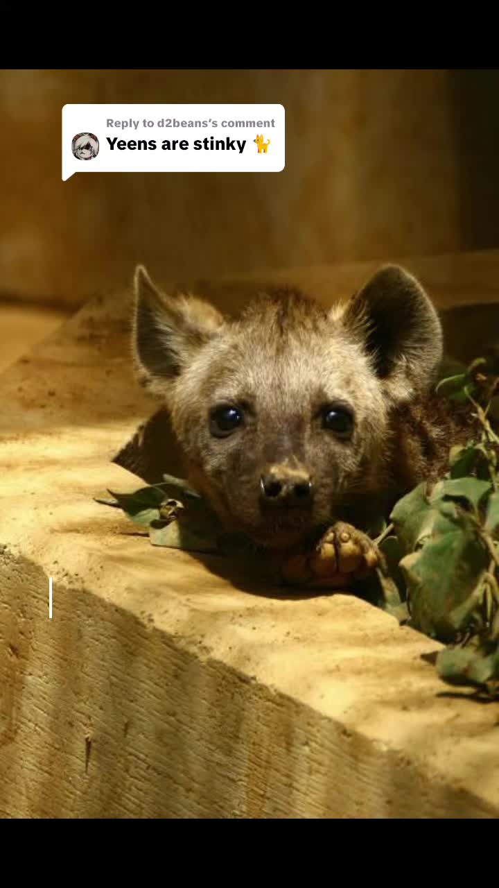 @AbrahamTheHyena✝️