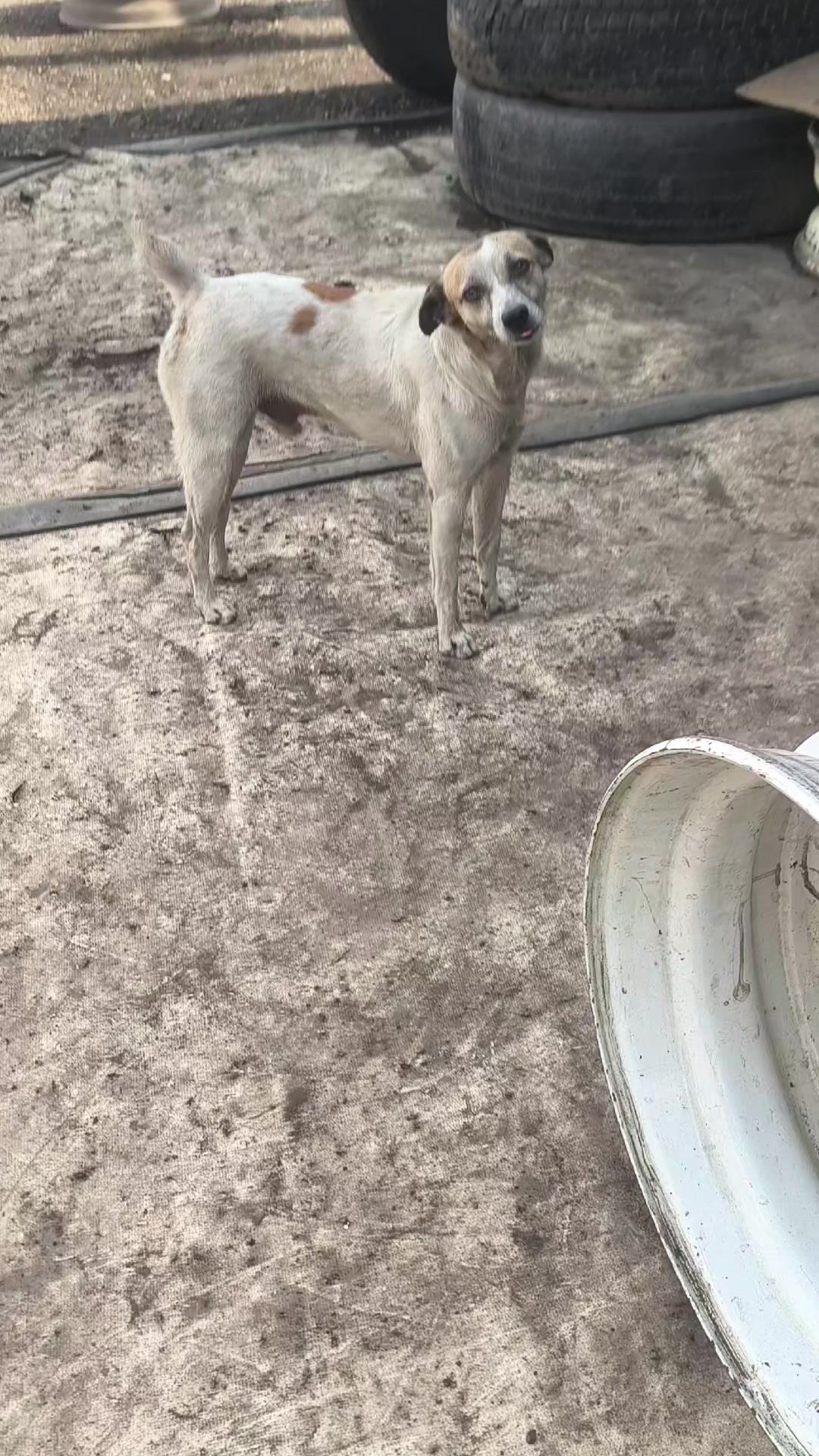 @🪽🌻🪽KokitoviralLlegotuex🌻🐶