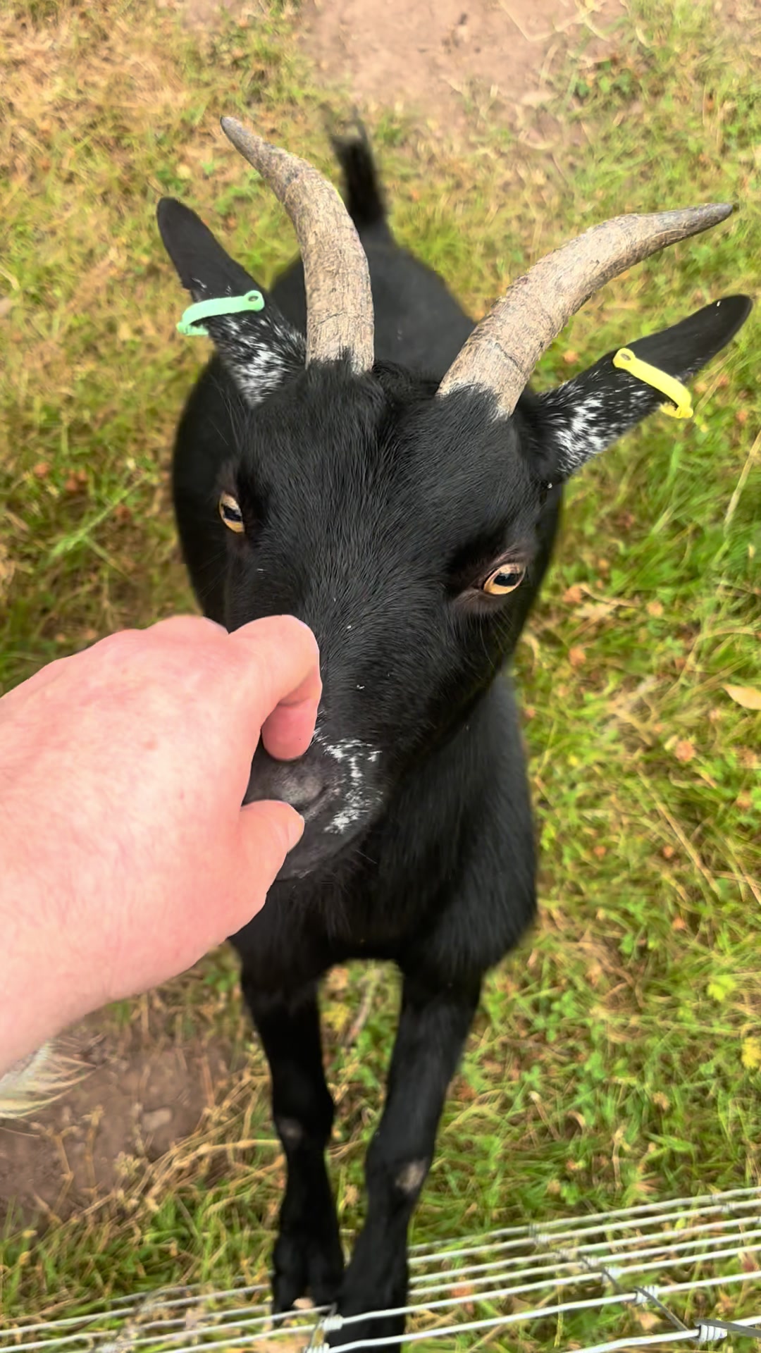 @Sunny B Goats🌞B🐐
