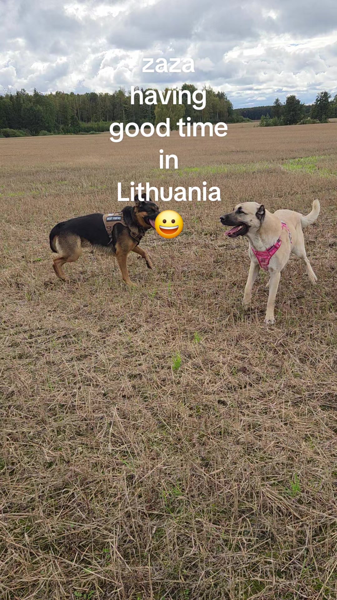 @Wellness for Pet