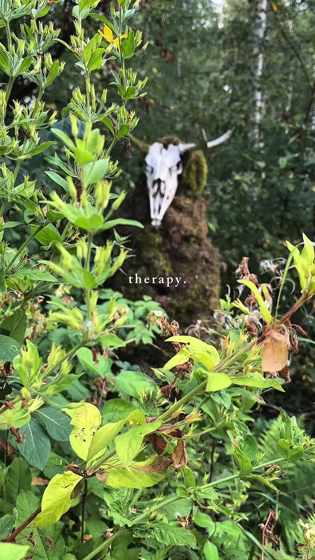 @From the woods