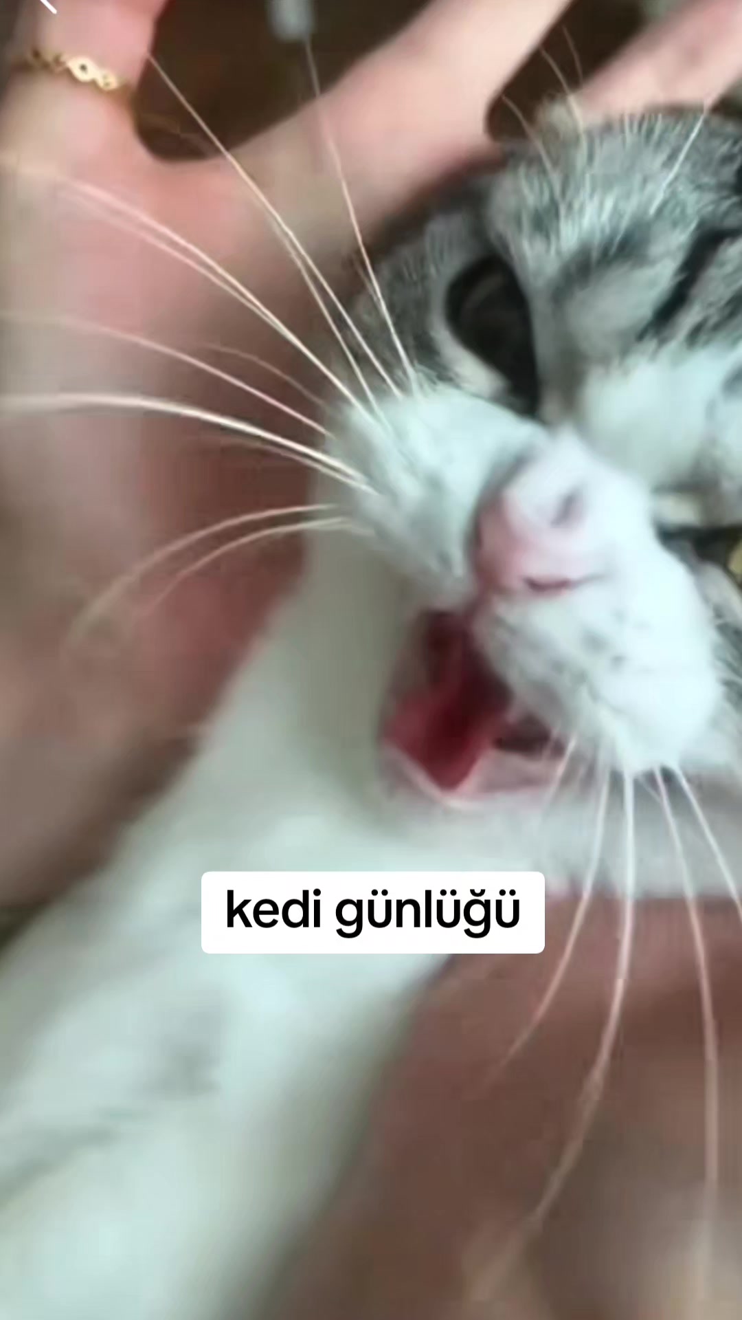 @Feryal Narven