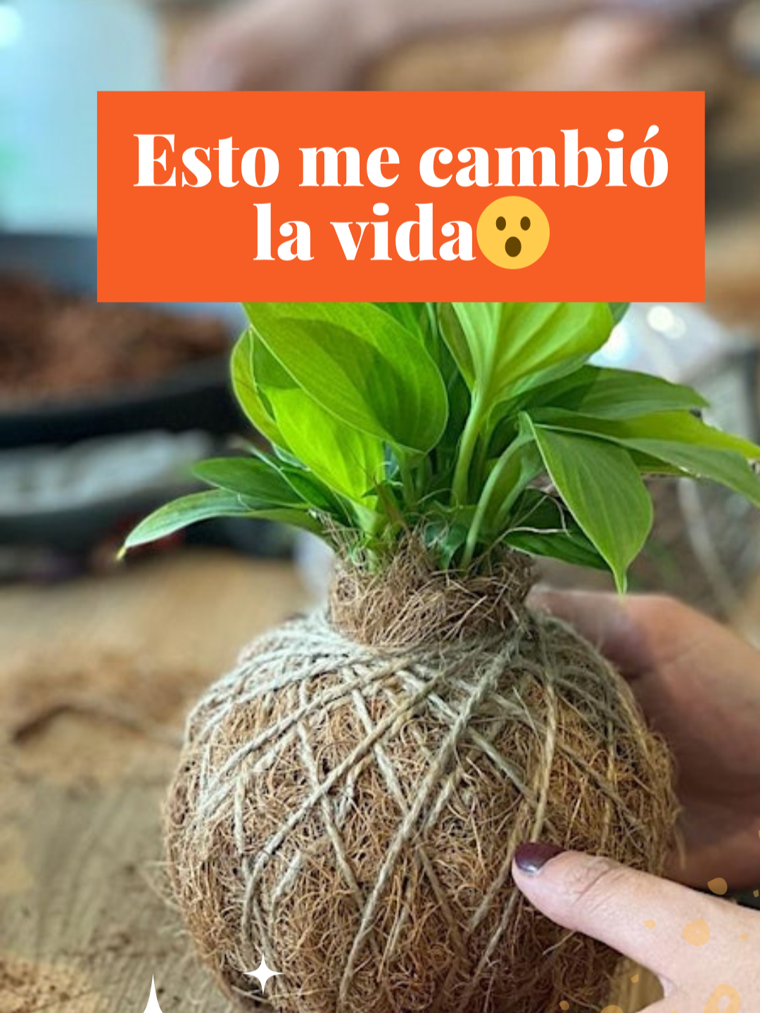 @Escuela de Kokedamas✅
