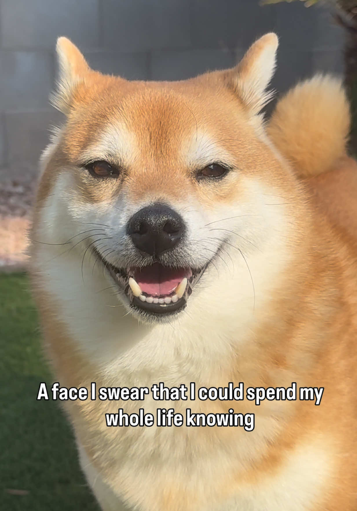 @Flock of Shibas 🐕🐕🐕