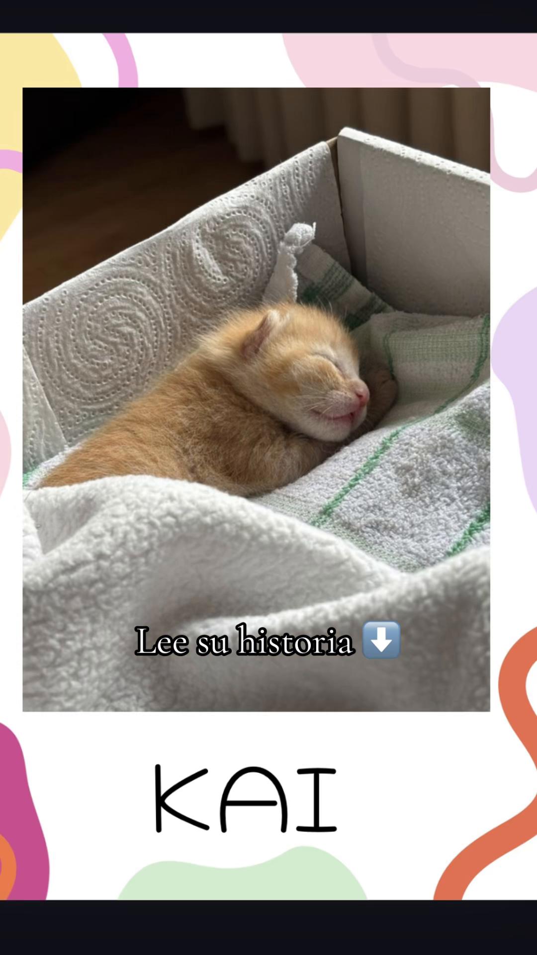 @enGatadas