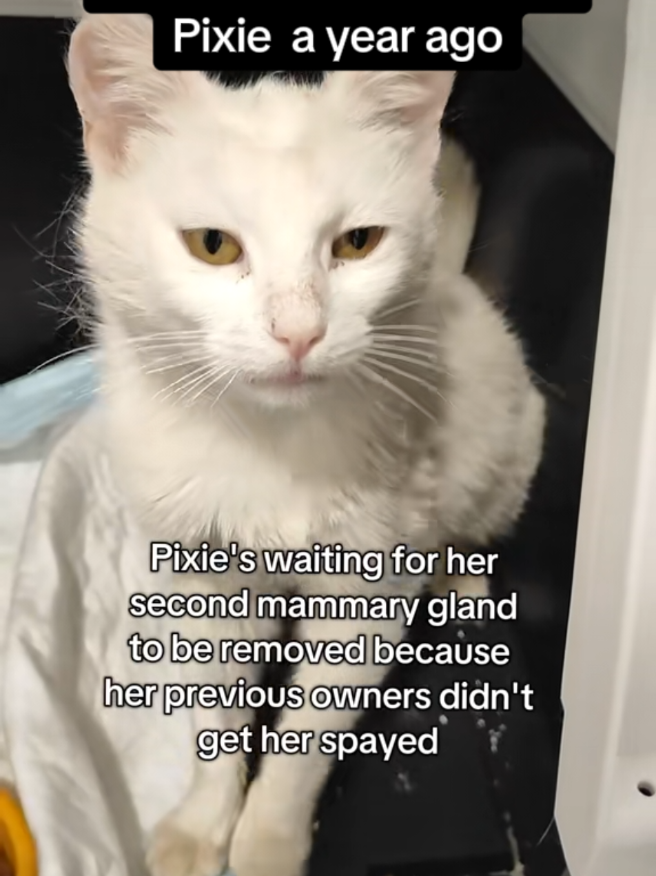 @Fluffy - the persian cat