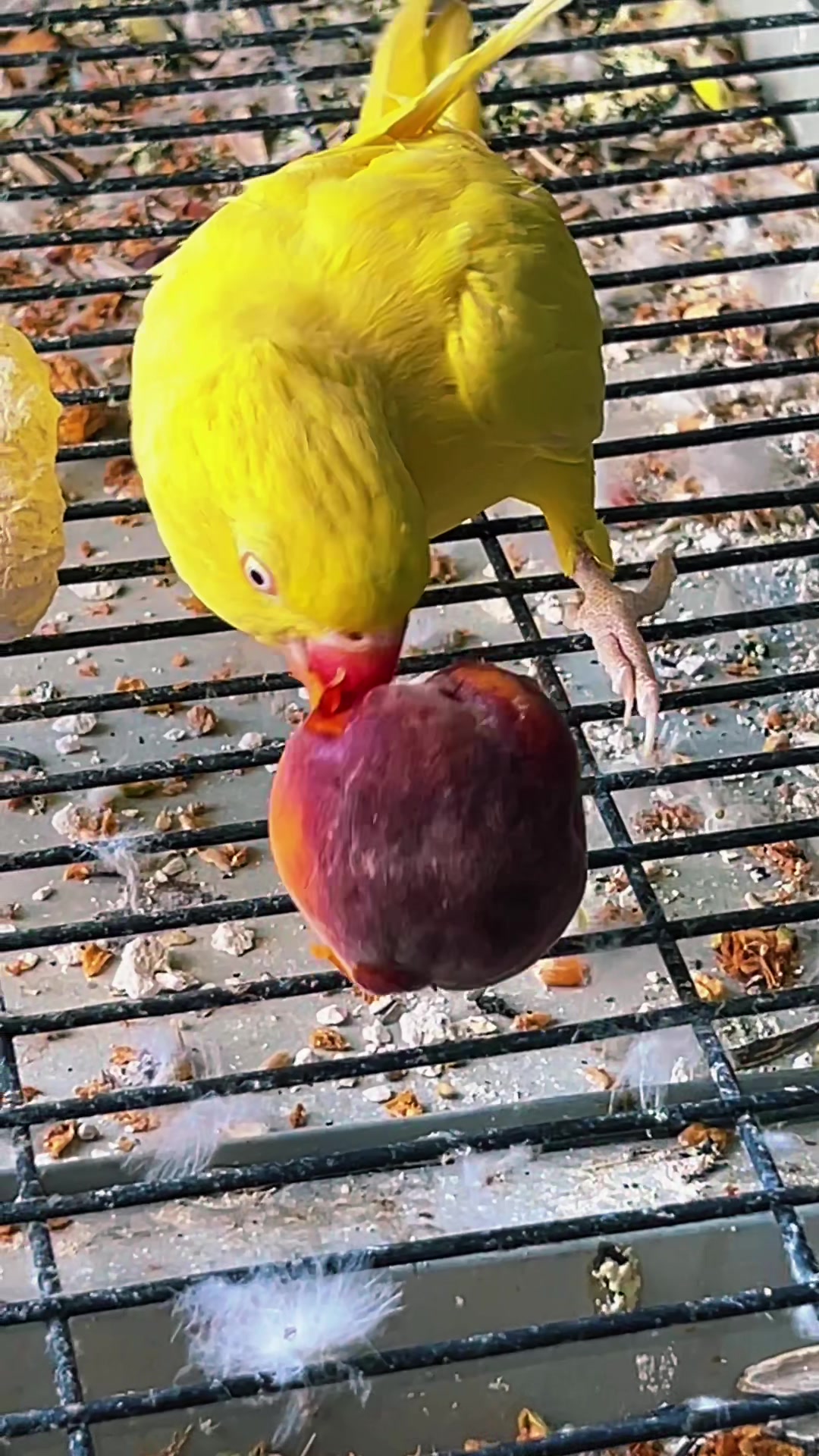 @Zozi Aviary